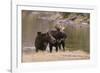 Two Moose at Riverbank-DLILLC-Framed Photographic Print