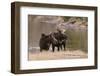 Two Moose at Riverbank-DLILLC-Framed Photographic Print