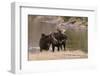 Two Moose at Riverbank-DLILLC-Framed Photographic Print