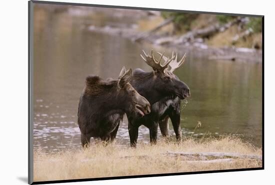 Two Moose at Riverbank-DLILLC-Mounted Photographic Print