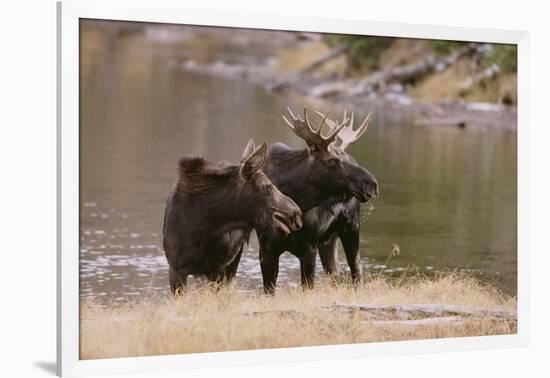 Two Moose at Riverbank-DLILLC-Framed Photographic Print