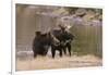 Two Moose at Riverbank-DLILLC-Framed Photographic Print