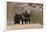 Two Moose at Riverbank-DLILLC-Framed Photographic Print