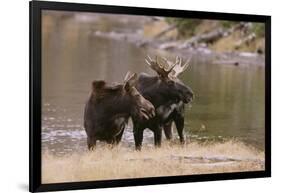 Two Moose at Riverbank-DLILLC-Framed Photographic Print