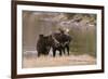 Two Moose at Riverbank-DLILLC-Framed Photographic Print