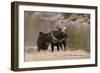 Two Moose at Riverbank-DLILLC-Framed Photographic Print