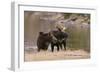 Two Moose at Riverbank-DLILLC-Framed Photographic Print