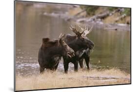 Two Moose at Riverbank-DLILLC-Mounted Photographic Print