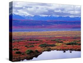 Two Moose in a Pond with Fall Tundra, Denali National Park, Alaska, USA-Charles Sleicher-Stretched Canvas