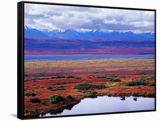 Two Moose in a Pond with Fall Tundra, Denali National Park, Alaska, USA-Charles Sleicher-Framed Stretched Canvas