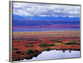 Two Moose in a Pond with Fall Tundra, Denali National Park, Alaska, USA-Charles Sleicher-Framed Photographic Print