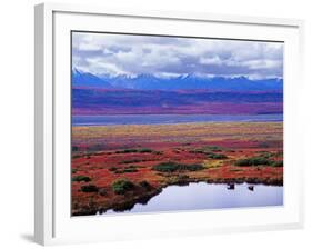 Two Moose in a Pond with Fall Tundra, Denali National Park, Alaska, USA-Charles Sleicher-Framed Photographic Print