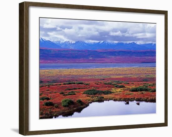 Two Moose in a Pond with Fall Tundra, Denali National Park, Alaska, USA-Charles Sleicher-Framed Photographic Print