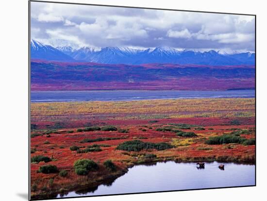 Two Moose in a Pond with Fall Tundra, Denali National Park, Alaska, USA-Charles Sleicher-Mounted Photographic Print