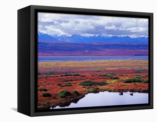 Two Moose in a Pond with Fall Tundra, Denali National Park, Alaska, USA-Charles Sleicher-Framed Stretched Canvas