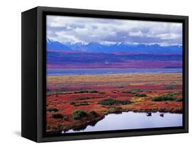 Two Moose in a Pond with Fall Tundra, Denali National Park, Alaska, USA-Charles Sleicher-Framed Stretched Canvas