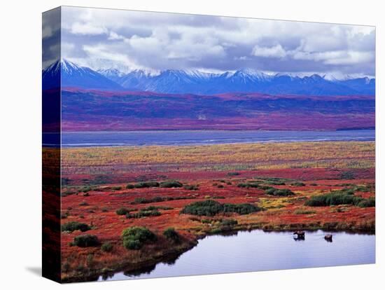 Two Moose in a Pond with Fall Tundra, Denali National Park, Alaska, USA-Charles Sleicher-Stretched Canvas