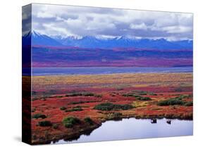 Two Moose in a Pond with Fall Tundra, Denali National Park, Alaska, USA-Charles Sleicher-Stretched Canvas