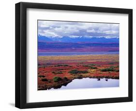 Two Moose in a Pond with Fall Tundra, Denali National Park, Alaska, USA-Charles Sleicher-Framed Photographic Print