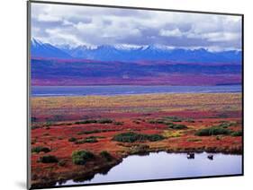 Two Moose in a Pond with Fall Tundra, Denali National Park, Alaska, USA-Charles Sleicher-Mounted Photographic Print