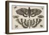 Two Moths and Six Insects-Wenceslaus Hollar-Framed Giclee Print