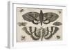 Two Moths and Six Insects-Wenceslaus Hollar-Framed Giclee Print