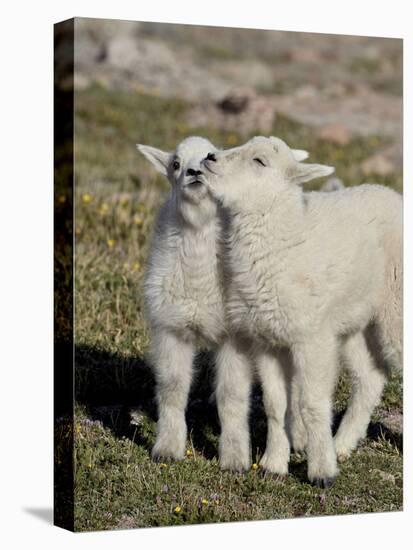 Two Mountain Goat Kids Playing, Mt Evans, Arapaho-Roosevelt Nat'l Forest, Colorado, USA-James Hager-Stretched Canvas