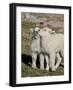 Two Mountain Goat Kids Playing, Mt Evans, Arapaho-Roosevelt Nat'l Forest, Colorado, USA-James Hager-Framed Photographic Print