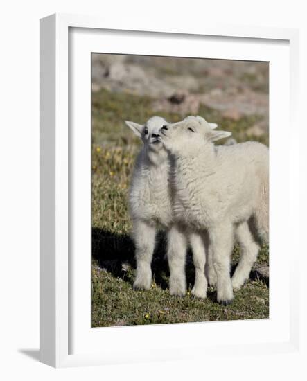 Two Mountain Goat Kids Playing, Mt Evans, Arapaho-Roosevelt Nat'l Forest, Colorado, USA-James Hager-Framed Photographic Print