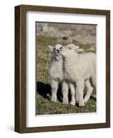 Two Mountain Goat Kids Playing, Mt Evans, Arapaho-Roosevelt Nat'l Forest, Colorado, USA-James Hager-Framed Photographic Print