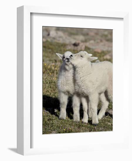 Two Mountain Goat Kids Playing, Mt Evans, Arapaho-Roosevelt Nat'l Forest, Colorado, USA-James Hager-Framed Photographic Print