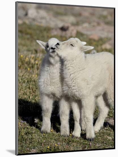 Two Mountain Goat Kids Playing, Mt Evans, Arapaho-Roosevelt Nat'l Forest, Colorado, USA-James Hager-Mounted Photographic Print