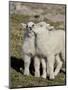Two Mountain Goat Kids Playing, Mt Evans, Arapaho-Roosevelt Nat'l Forest, Colorado, USA-James Hager-Mounted Photographic Print