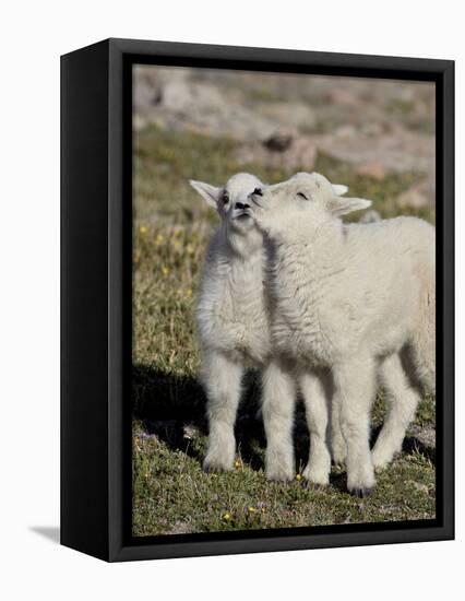 Two Mountain Goat Kids Playing, Mt Evans, Arapaho-Roosevelt Nat'l Forest, Colorado, USA-James Hager-Framed Stretched Canvas