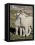Two Mountain Goat Kids Playing, Mt Evans, Arapaho-Roosevelt Nat'l Forest, Colorado, USA-James Hager-Framed Stretched Canvas