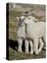 Two Mountain Goat Kids Playing, Mt Evans, Arapaho-Roosevelt Nat'l Forest, Colorado, USA-James Hager-Stretched Canvas