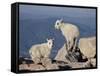 Two Mountain Goat (Oreamnos Americanus) Kids, Mount Evans, Colorado, USA-James Hager-Framed Stretched Canvas