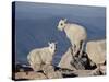 Two Mountain Goat (Oreamnos Americanus) Kids, Mount Evans, Colorado, USA-James Hager-Stretched Canvas