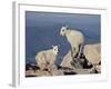 Two Mountain Goat (Oreamnos Americanus) Kids, Mount Evans, Colorado, USA-James Hager-Framed Photographic Print