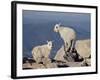 Two Mountain Goat (Oreamnos Americanus) Kids, Mount Evans, Colorado, USA-James Hager-Framed Photographic Print