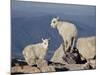 Two Mountain Goat (Oreamnos Americanus) Kids, Mount Evans, Colorado, USA-James Hager-Mounted Photographic Print