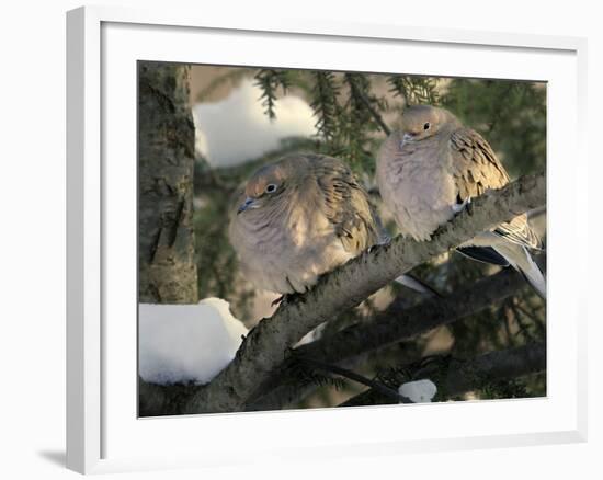 Two Mourning Doves Fluff up Their Feathers to Stay Warm-null-Framed Photographic Print