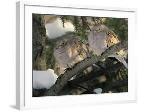 Two Mourning Doves Fluff up Their Feathers to Stay Warm-null-Framed Photographic Print