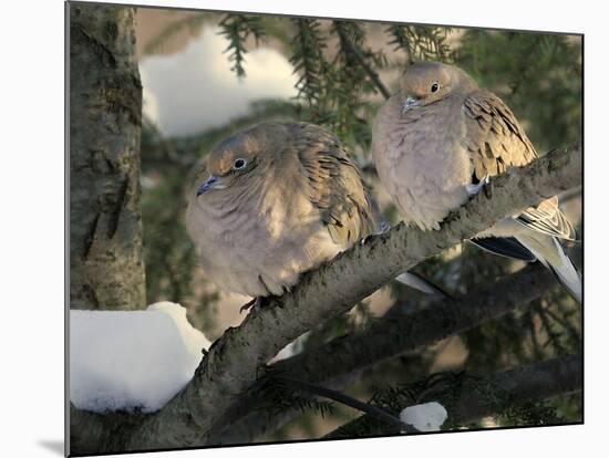 Two Mourning Doves Fluff up Their Feathers to Stay Warm-null-Mounted Photographic Print