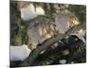 Two Mourning Doves Fluff up Their Feathers to Stay Warm-null-Mounted Photographic Print
