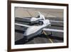 Two Mq-4C Triton Unmanned Aerial Vehicles on the Tarmac-null-Framed Photographic Print