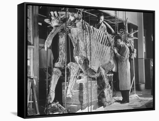 Two Museum Paleontologists Assembling Complete Styracosaurus, American Museum of Natural History-Margaret Bourke-White-Framed Stretched Canvas