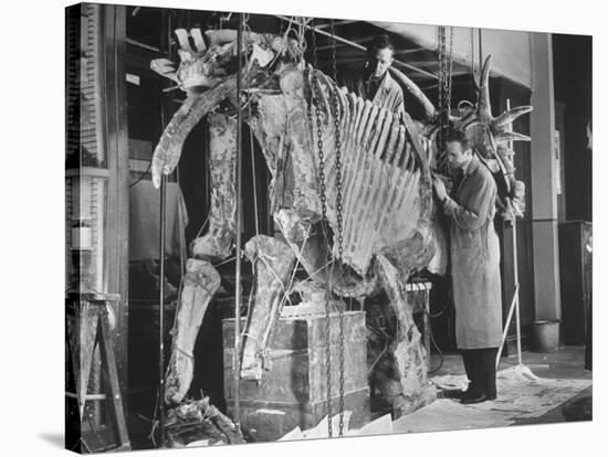 Two Museum Paleontologists Assembling Complete Styracosaurus, American Museum of Natural History-Margaret Bourke-White-Stretched Canvas