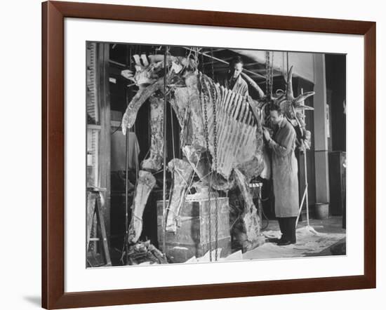 Two Museum Paleontologists Assembling Complete Styracosaurus, American Museum of Natural History-Margaret Bourke-White-Framed Photographic Print