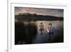 Two Mute Swan, Cygnus Olor, on a Lake in London's Richmond Park-Alex Saberi-Framed Photographic Print